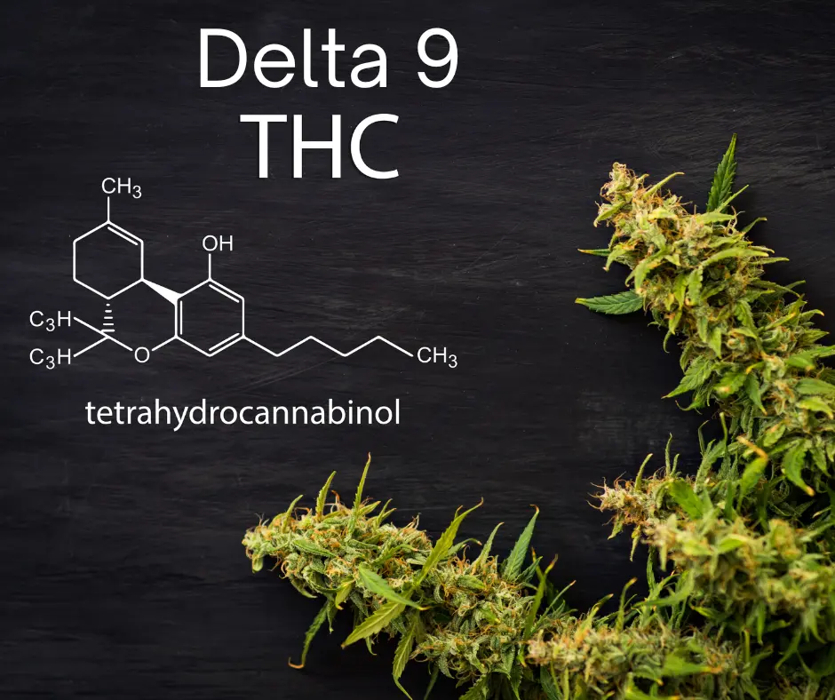 What Is THC? Delta 9 Trehydrocannabinol Review